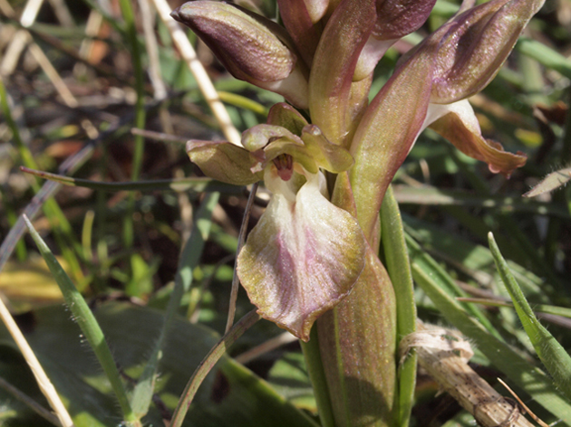 anacamptis collina